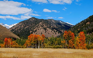green forest in front of mountain during daytime