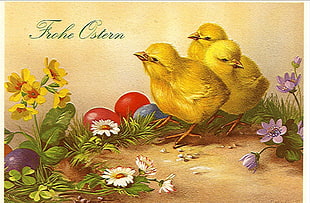 three yellow chicks HD wallpaper