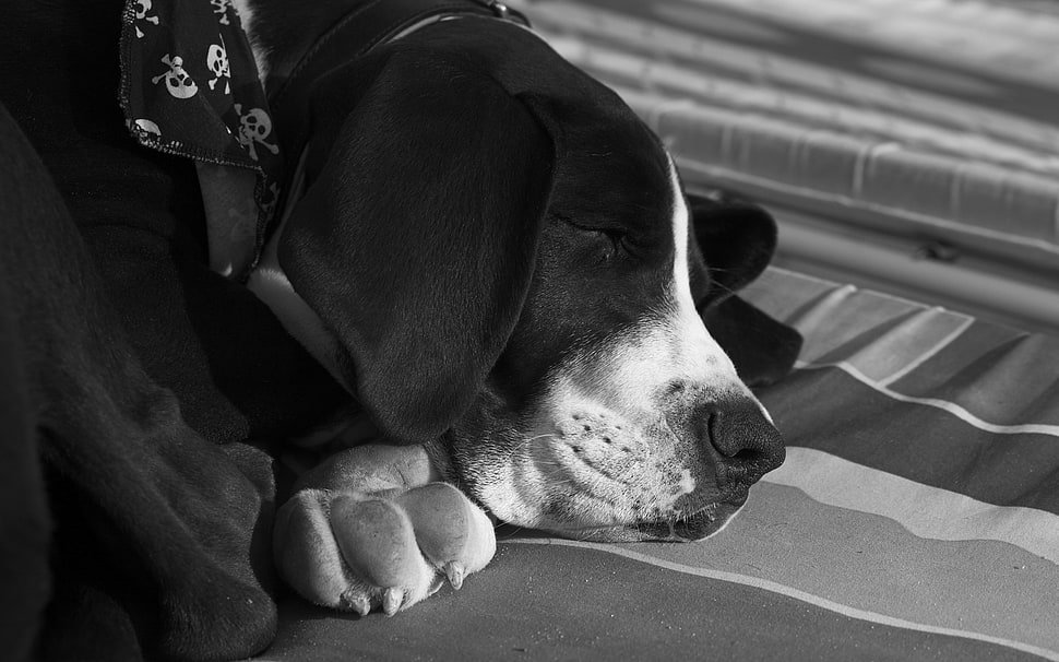 gray scale photo of dog sleeping HD wallpaper