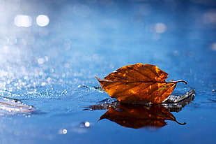 shallow focus photography of brown dry leaf on water