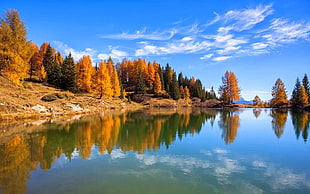 brown and green pine trees, nature, landscape, lake, fall