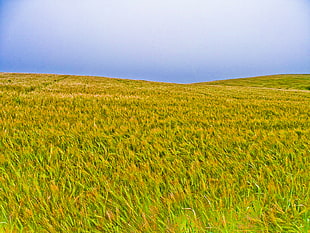photo of green grass field HD wallpaper
