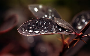 macro shot photograph of water drops on leaf