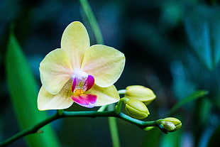 yellow and purple button orchid