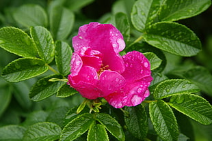 closeup photo of pink Peony flower with water droplets