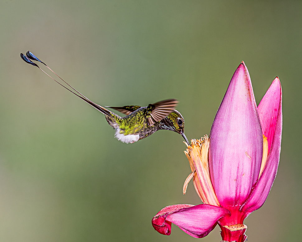 green Hummingbird and pink petaled flower, booted racket-tail HD wallpaper