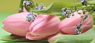 selective focus photography of pink Tulip and baby-blue-eyes flowers