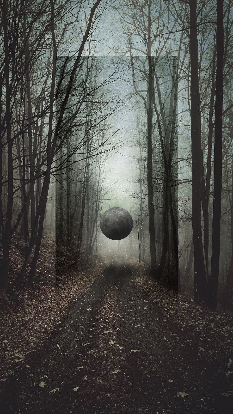 leafless trees, Moon, forest HD wallpaper