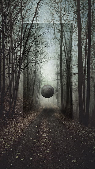 leafless trees, Moon, forest