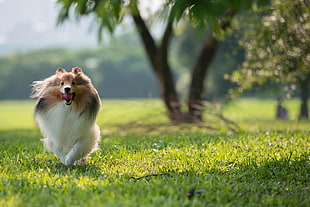 brown and white long coated puppy running in the middle of green field during daytime