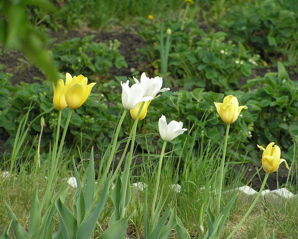 selective focus photography of white and yellow tulip flowers HD wallpaper