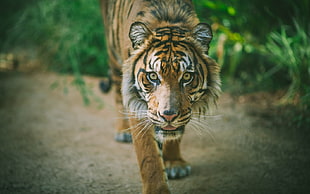 Tiger HD wallpaper