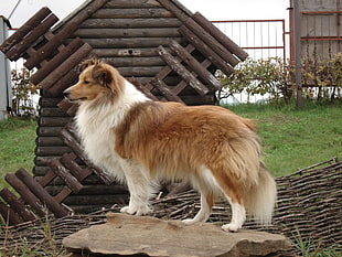closeup photo of rough Collie standing near brown wooden frame during daytime