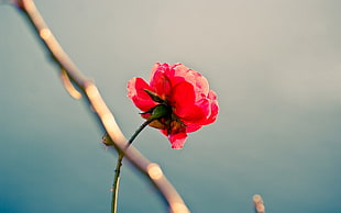 selective focus photo of red Rose HD wallpaper