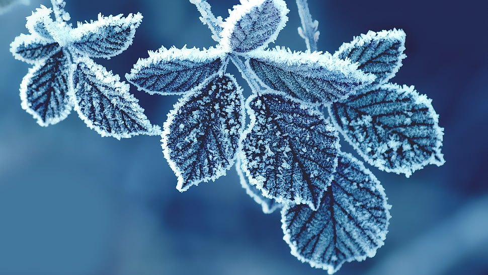 gray leaf plant, nature, cold HD wallpaper