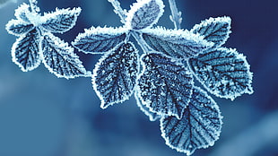 gray leaf plant, nature, cold HD wallpaper