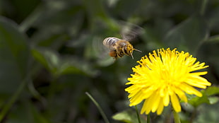 bee hovering on yellow flower close up photography