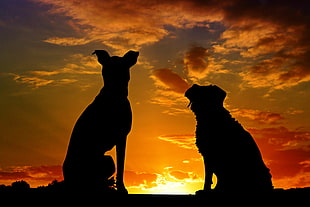 silhouette of two dogs during sunset HD wallpaper