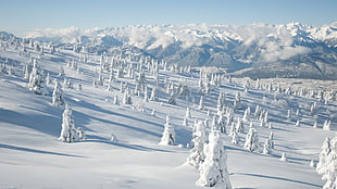 white snowfield, nature, snow HD wallpaper