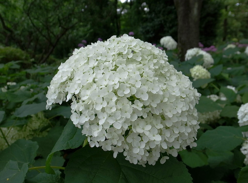 white hydrangea flowers close up photogfraphy HD wallpaper