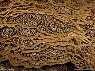 brown pebbles screenshot, National Geographic, cave, nature, Vietnam HD wallpaper