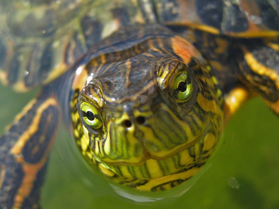 brown and black turtle HD wallpaper