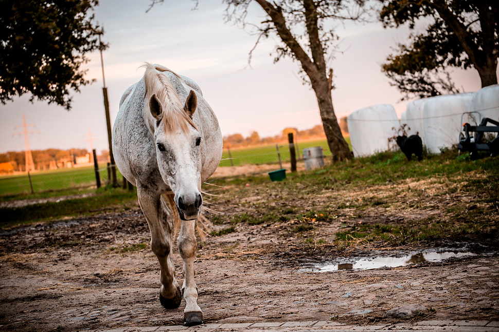 white horse on brown soil HD wallpaper