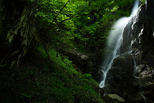 green and white leaf plant, landscape, waterfall, forest HD wallpaper