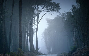 tall green leaved trees, landscape, forest, road, mist