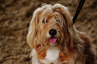 long-coated brown small-size dog