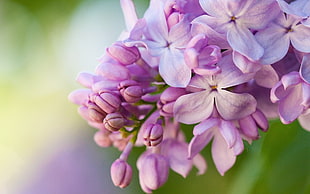 closeup photography of pink Lilac flower