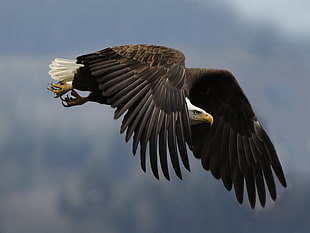 selective focus photo of bald eagle in flight