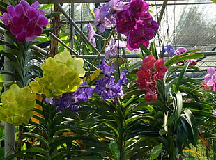 assorted colors of Moth orchids