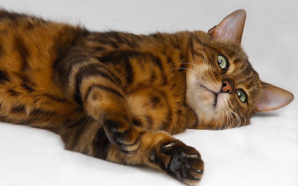 brown and black cat HD wallpaper