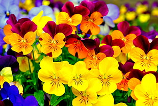 yellow and orange flowers, flowers, pansies, colorful