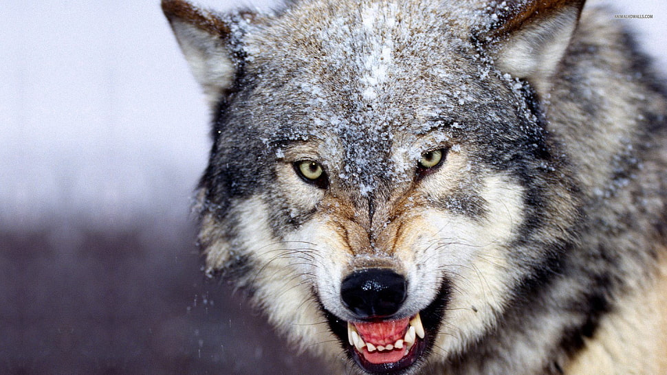 white and black wolf, wolf, animals HD wallpaper