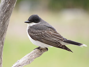 black short peek bird, eastern kingbird HD wallpaper