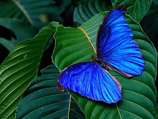 Morpho Butterfly perched on green leaf plant