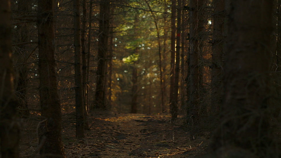 forest, trees, path HD wallpaper