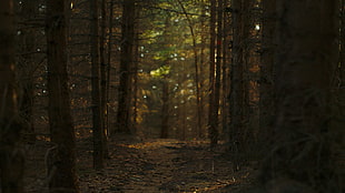 forest, trees, path