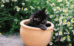 black kitten on brown clay planter beside white daisy flowers