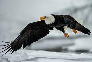 bald eagle flying up-high