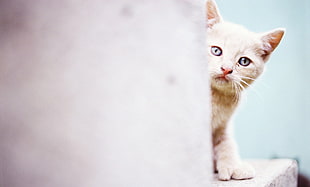 macro shot photography of orange tabby kitten