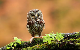 brown owl, owl, birds, moss
