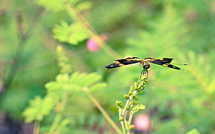 black and yellow skimmer dragonfly perching on green plant during daytime