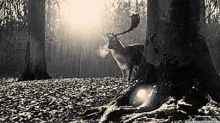 grayscale photo of deer standing beside the tree