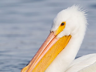 white Pelican on body of water in closeup photography, american white pelican
