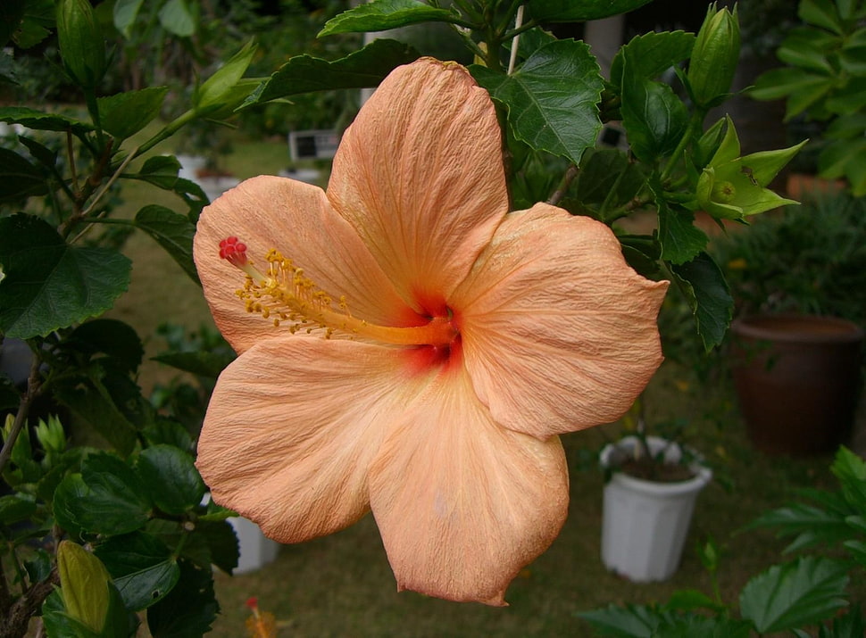 pink Hibiscus closeup photo HD wallpaper