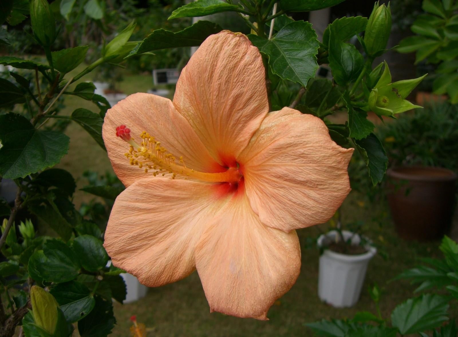 pink Hibiscus closeup photo