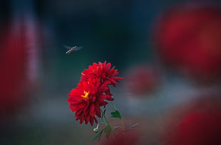 selective photography of red Dahlia flowers HD wallpaper